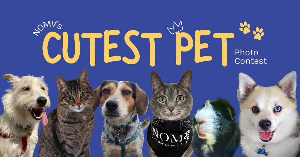 NOMV's Cutest Pet Photo Contest 360 Photo Contest